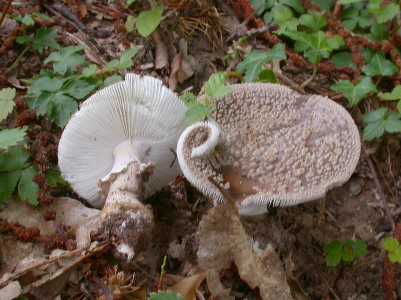 Escursione in Castagniccia - Corsica